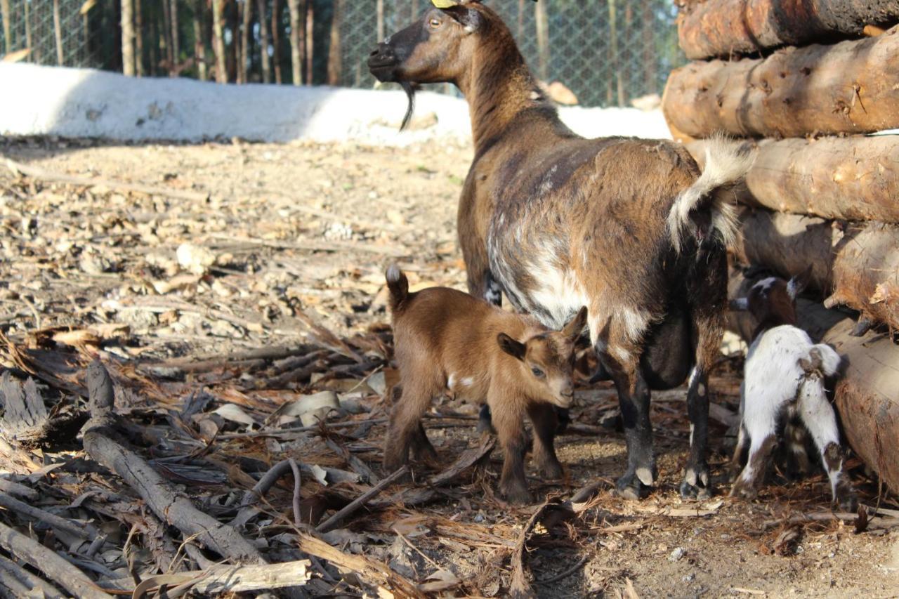 Quintinha Silvestre Villa Tondela Luaran gambar
