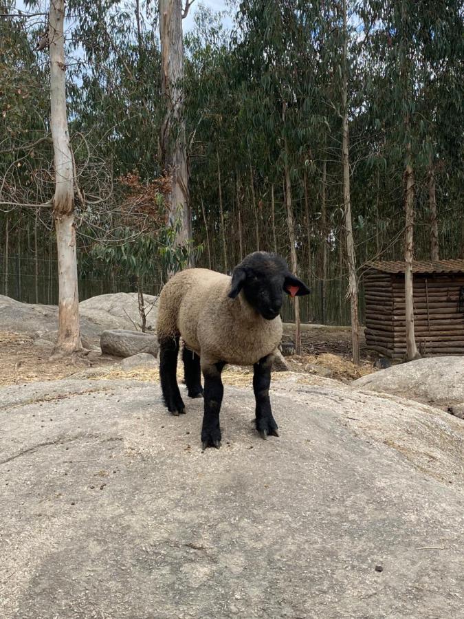 Quintinha Silvestre Villa Tondela Luaran gambar
